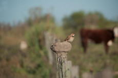 Aves en el campo