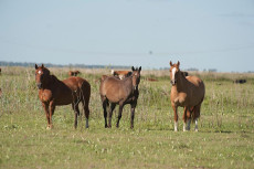 Caballos